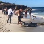 Рыбак, поймавший акулу, вернул её обратно и удивил туристов в Австралии ▶