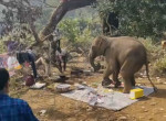 Слон сбежал от хозяина и прервал пикник туристов в индийском парке