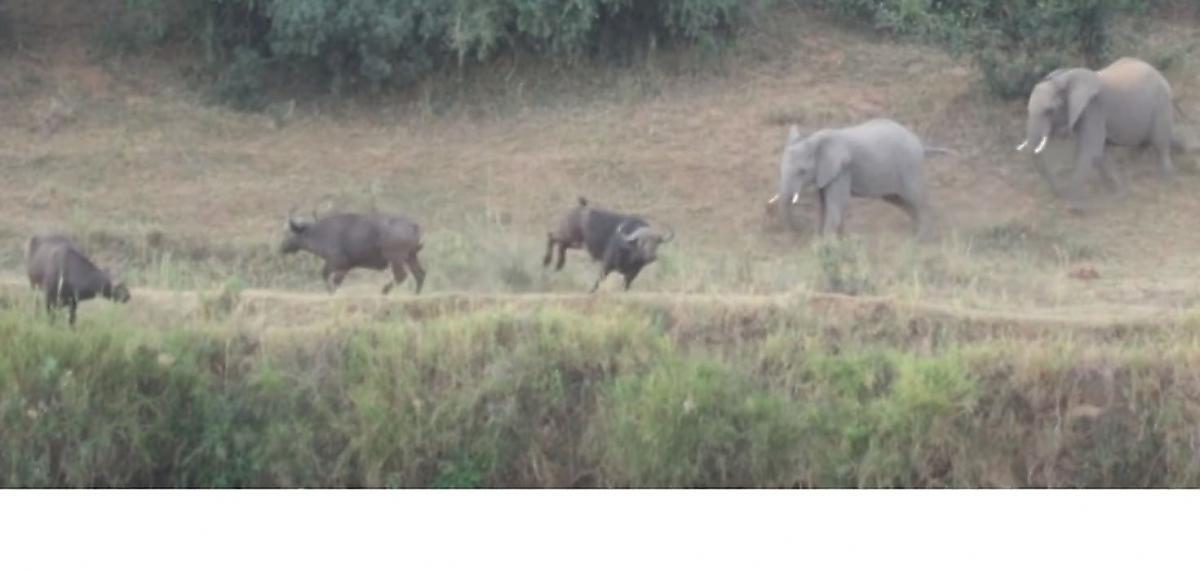 Непростые взаимоотношения буйволов и слонов запечатлели в Африке