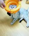 Хозяин глупой кошки, застрявшей в игрушке, еле спас своего питомца (Видео) 2