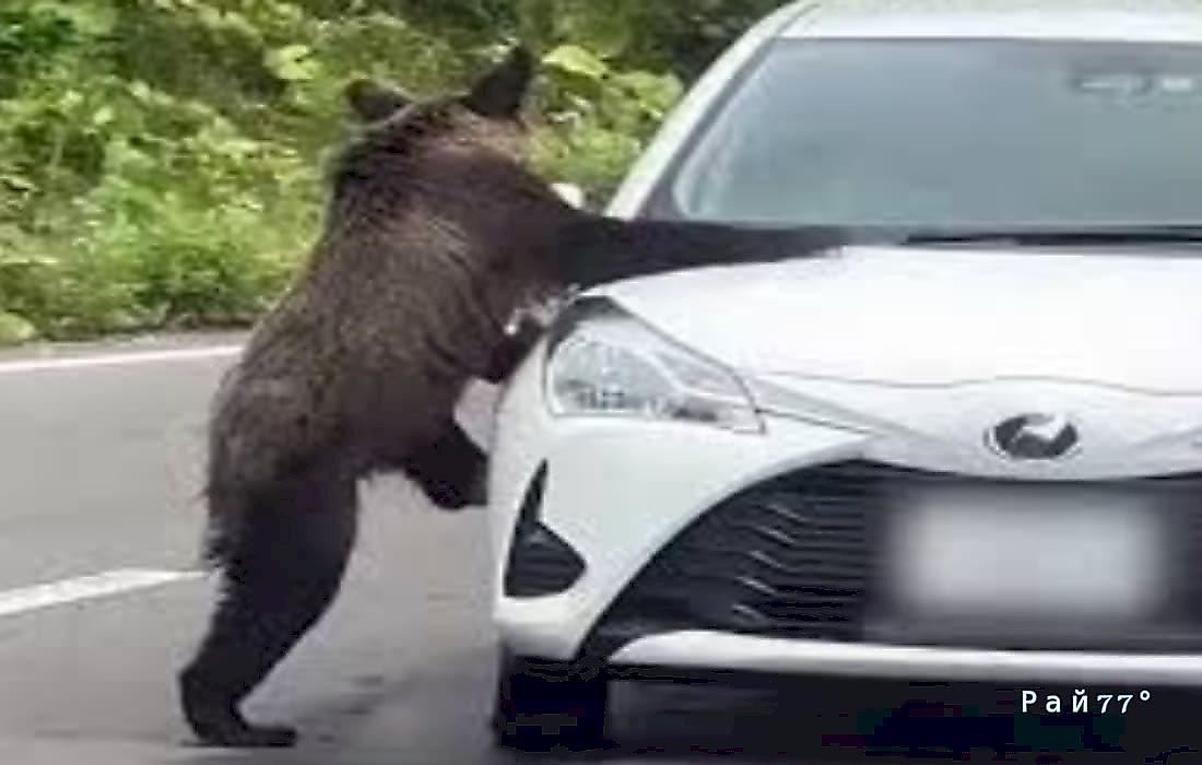 Медведь атаковал легковушку с туристами и попал на видео в Японии
