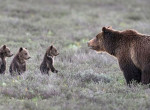 Медведица, родившая 17-го медвежонка, прославилась в американском заповеднике