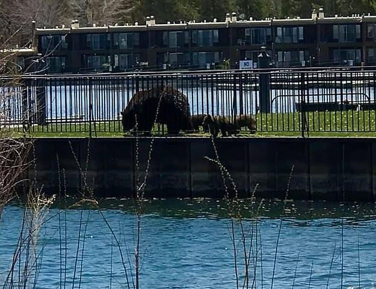 Медведица по очереди вплавь доставила троих детёнышей до берега реки