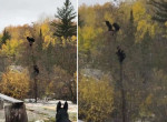 Медвежата, спасаясь от бурной реки, забрались на дерево в Канаде ▶