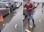 Нагромождение из 9 автомобилей и разбросанной на дороге рыбы устроили водители во Вьетнаме