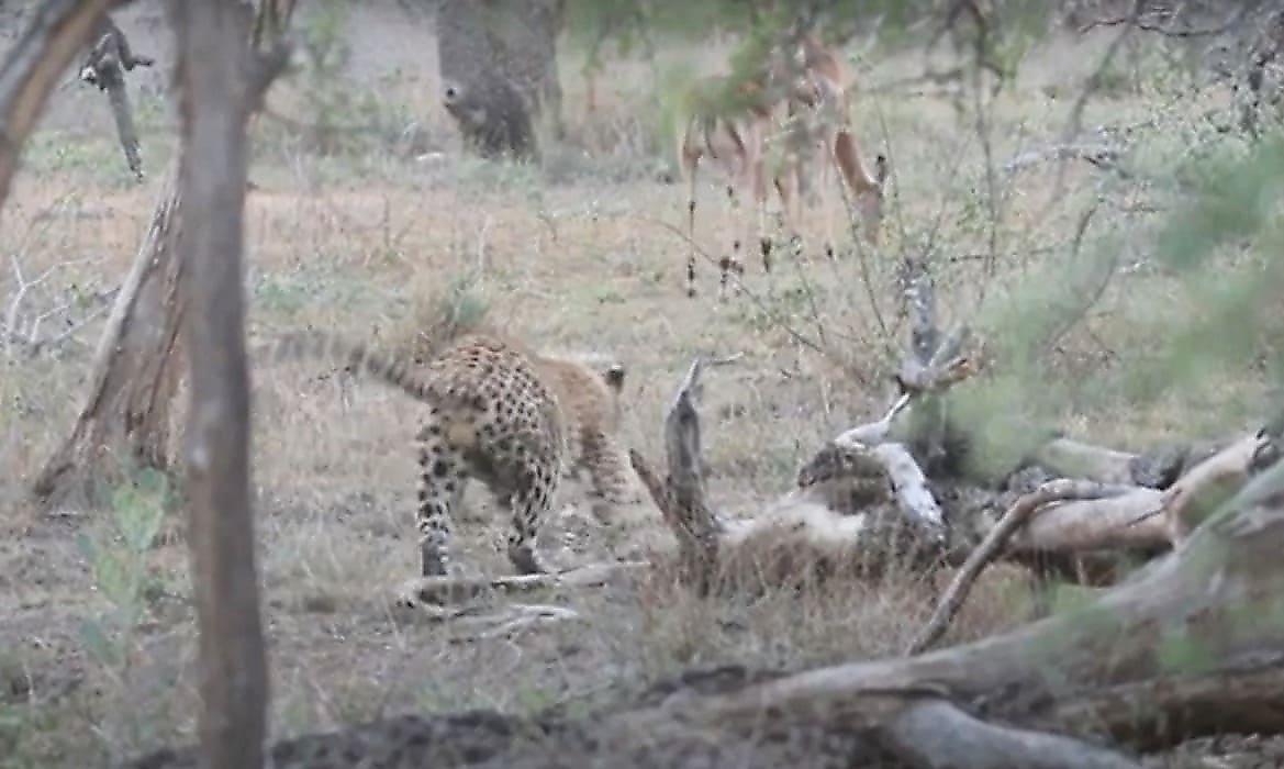 Охота леопарда на импал попала на видео в ЮАР