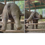 Похождения маленького слонёнка закончились на заборе в Тайланде ▶