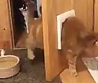 Пухлый кот, застрявший в кошачьей дверце, рассмешил своего хозяина ▶