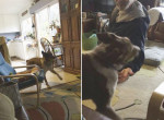 Пёс устроил забавные танцы во время игры с хозяином
