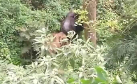 Слон и бизон образовали непобедимый союз в индийских джунглях (Видео)