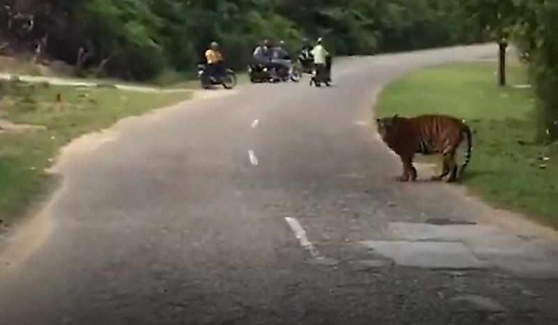 Тигры совершили путешествие по малайзийской деревне на глазах у шокированных местных жителей ▶