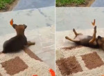 Забавная игра щенка с бабочкой попала на видео в Бразилии