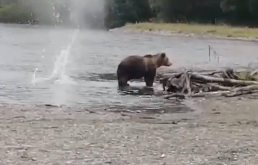 Бесстрашный медведь проигнорировал выстрелы и устроил рыбалку на глазах у туристов - видео