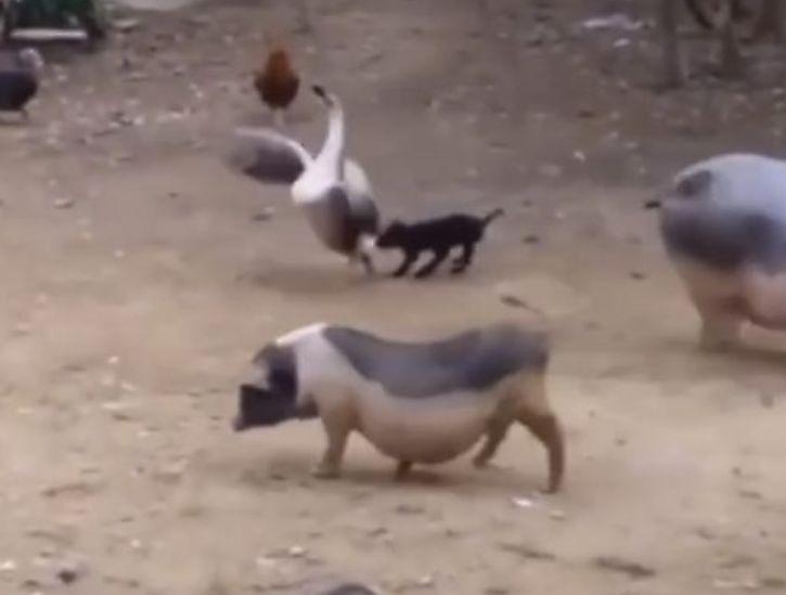 Храбрый щенок вступился за свинью и отбил атаку гуся ▶