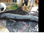 Кита, пережившего атаку акулы и столкновение с судном, спасли в Китае ▶