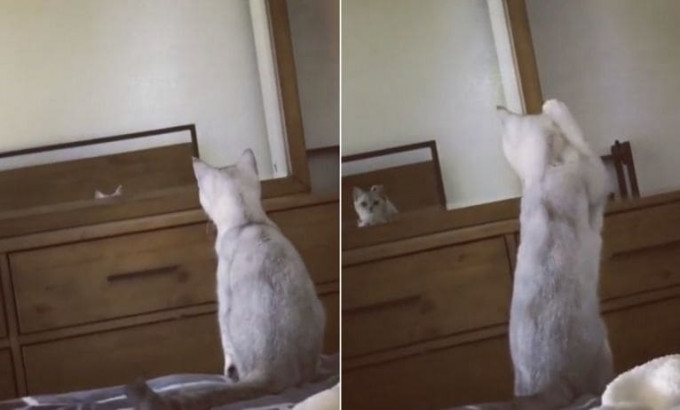 Любопытный кот обнаружил свои уши в зеркале (Видео)