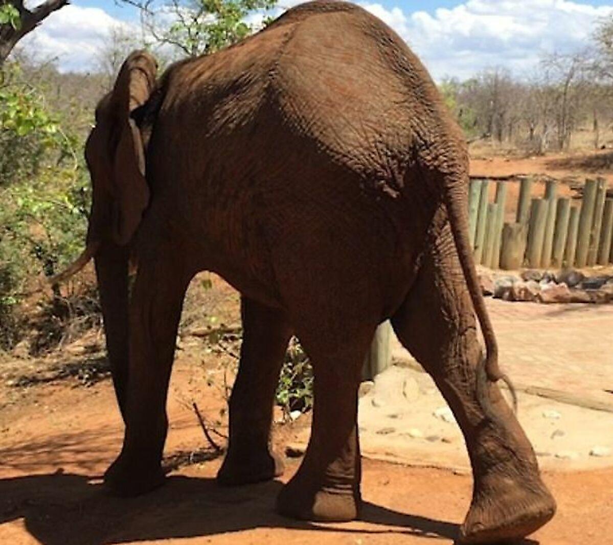 Любопытный слон, забравшийся во двор отеля, получил очень тесное знакомство с туристом ▶