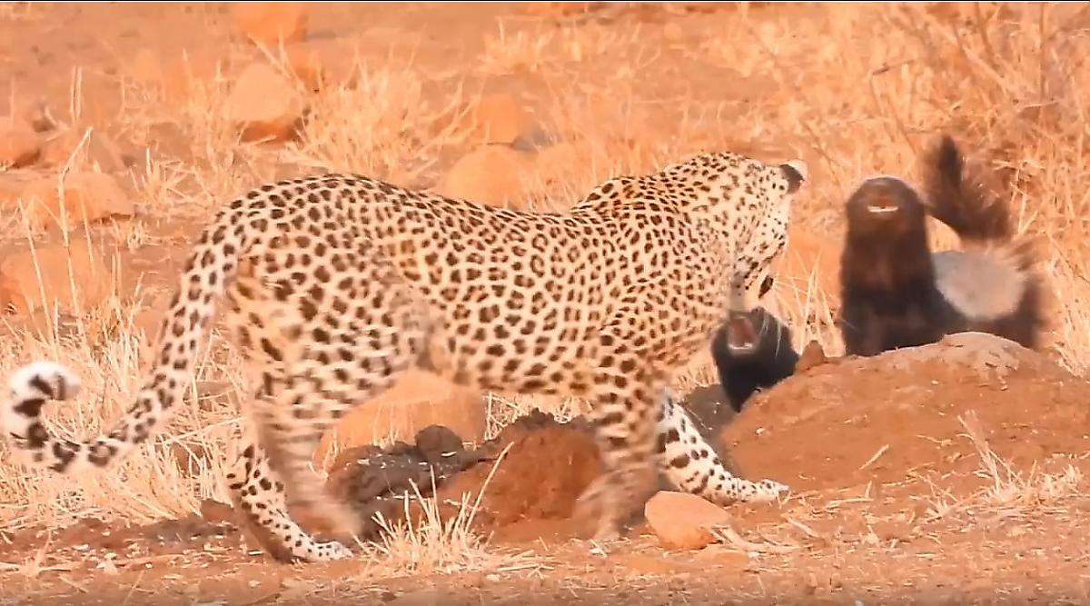 Медоеды и леопард показали свою смелость и сопроводили друг друга в африканском заповеднике