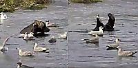 Медведь, не обращая внимания на наглых чаек, устроил рыбалку в водоёме - видео