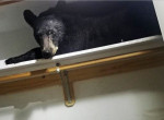 Наглый медведь устроил себе лежанку на полке в шкафу частного дома в США ▶