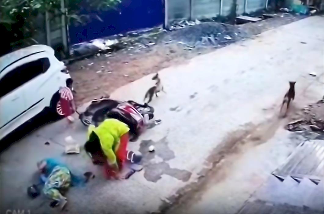 Мотоциклистка, удирая от бездомных собак, протаранила легковушку в Индии