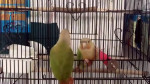 Попугаи совершили организованный побег из клетки в Китае (Видео)