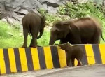 Слонёнок при помощи матери преодолел высокий барьер в индийском заповеднике