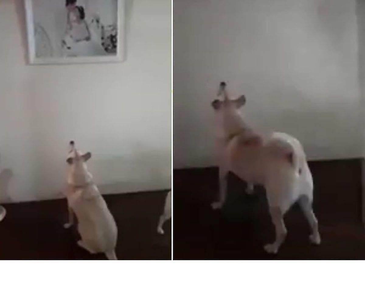 Пёс не смог сдержать удивления, обнаружив фото молодожёнов в квартире