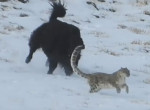 Самка снежного барса отвлекла от детёнышей внимание дикого яка в Гималаях