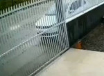 Шустрый пёс неожиданно снёс ворота и удивил сородича и хозяина в Бразилии