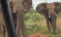 Слоны прогнали туристов со своей территории ▶