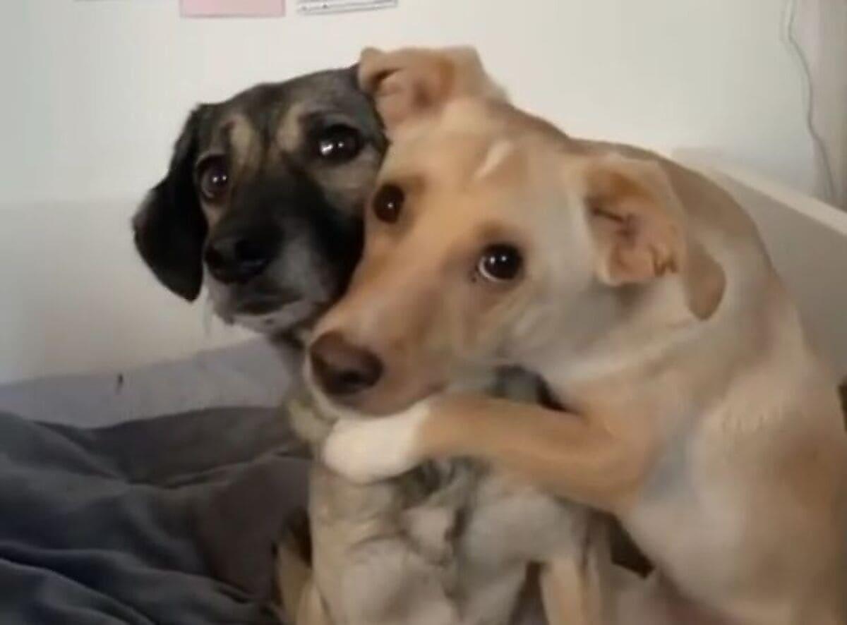 Собаки показали неподдельные чувства друг другу во время фотосессии