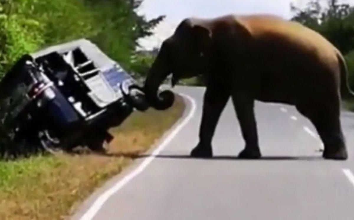 Свирепый слон ограбил мотоповозку с туристами на Шри-Ланке