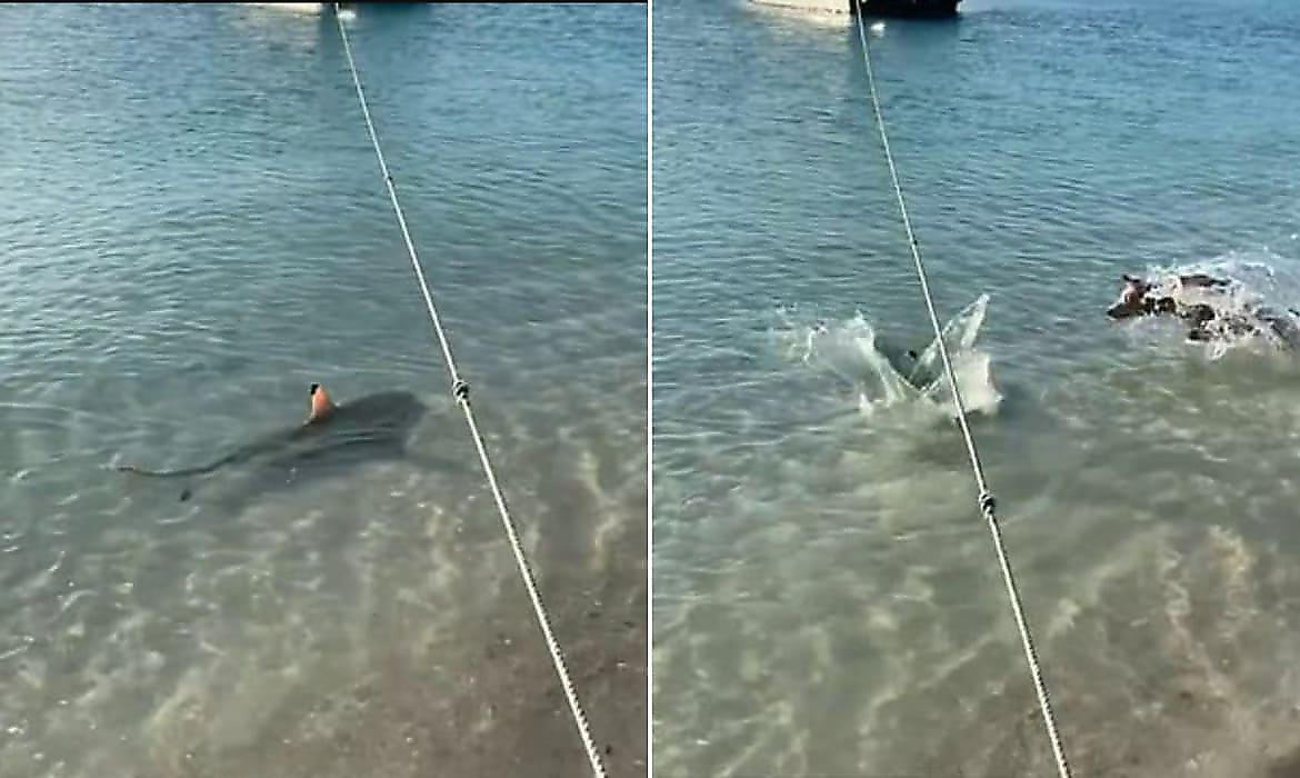 Верный пёс не испугался и прогнал акулу, подплывшую к хозяевам - видео