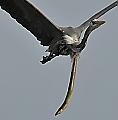 Жизнелюбивый угорь, застрявший в шее птицы, был сфотографирован в американском заповеднике 0