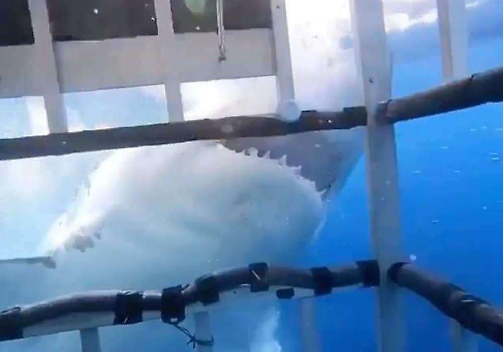 Белая акула попыталась проникнуть к туристам, сидящим в клетке - видео