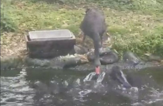 Чёрный лебедь покормил рыбок в японском пруду (Видео)
