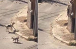 Дворовый пёс поразил своей способностью преодолевать высокие препятствия в Чили (Видео)