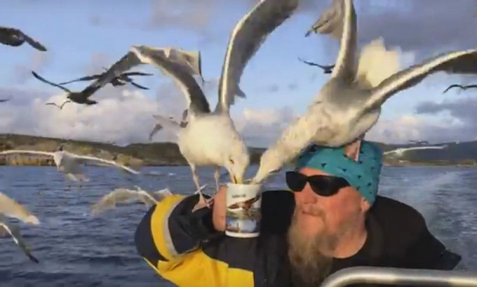 Норвежский капитан напоил стаю чаек чаем (Видео)