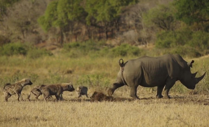 Носорог закидал своими отходами жизнедеятельности гиен в Африке (Видео)