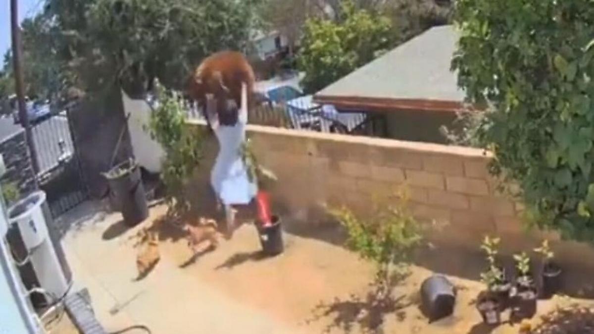 Отважная американка, защищая собак, напала на медведицу, забравшуюся на забор