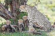 Плодовитая самка гепарда родила семерых детёнышей в заповеднике Масаи-Мара ▶ 8