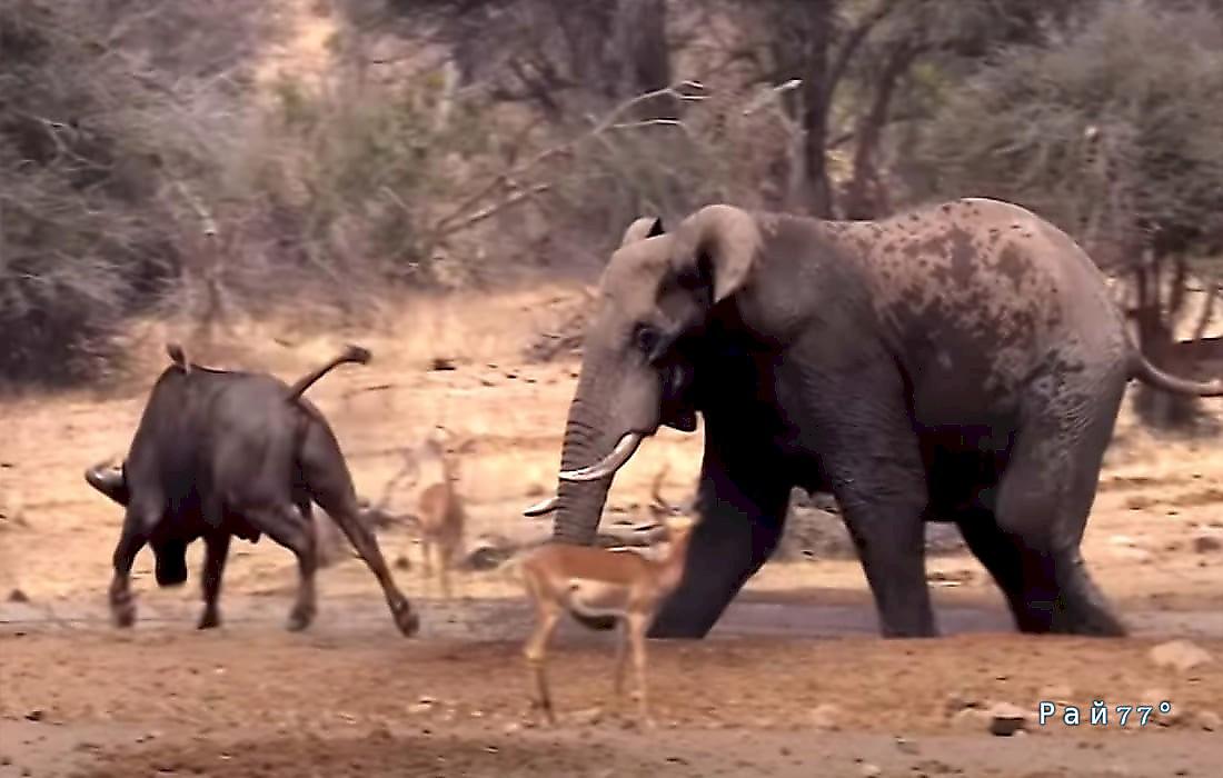 Стычка слона с буйволом за водоём была снята в африканском заповеднике