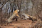 Тигрица напала на свою мать на глазах у туриста в Индии 3