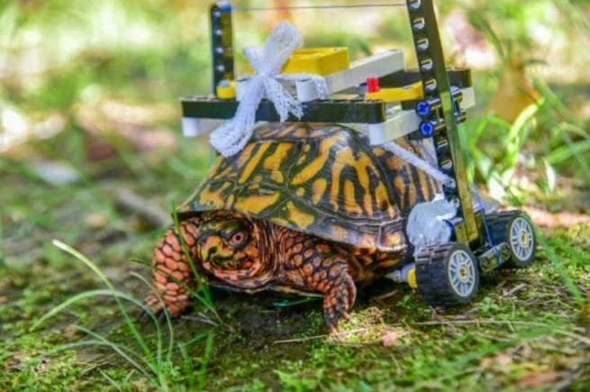 Американские зоологи сделали инвалидную коляску из Lego для раненой черепахи (Видео)