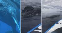 Горбатый кит, принявший участие в подводной фотосессии, чуть не перевернул лодку с туристкой (Видео)