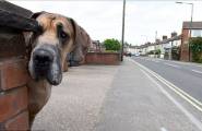 Настоящий Скуби-Ду: огромный пёс, который боится всего, проживает в Англии (Видео) 5