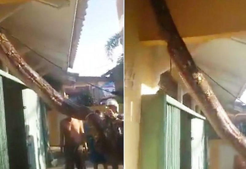 Огромный питон был пойман при попытке забраться на чердак жилого дома в Индонезии ▶