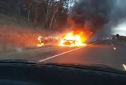 По вине кенгуру, выскочившего на дорогу, трое австралийцев лишились автомобиля