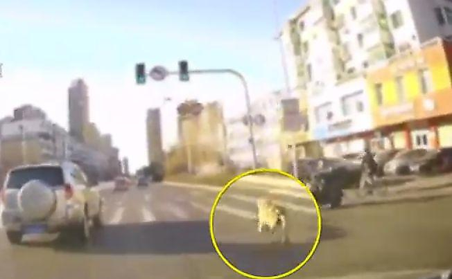 Пёс устроил погоню за автомобилем своего хозяина по оживлённой магистрали в Китае ▶